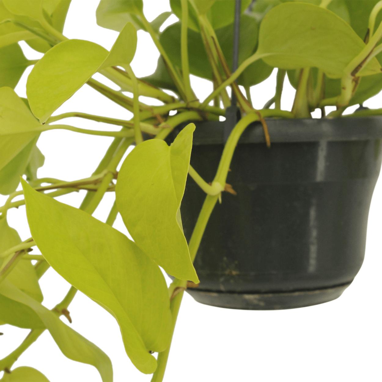 Epipremnum Golden Pothos (Scindapsus) - 2 Stücke - Ø15cm - ↕25cm