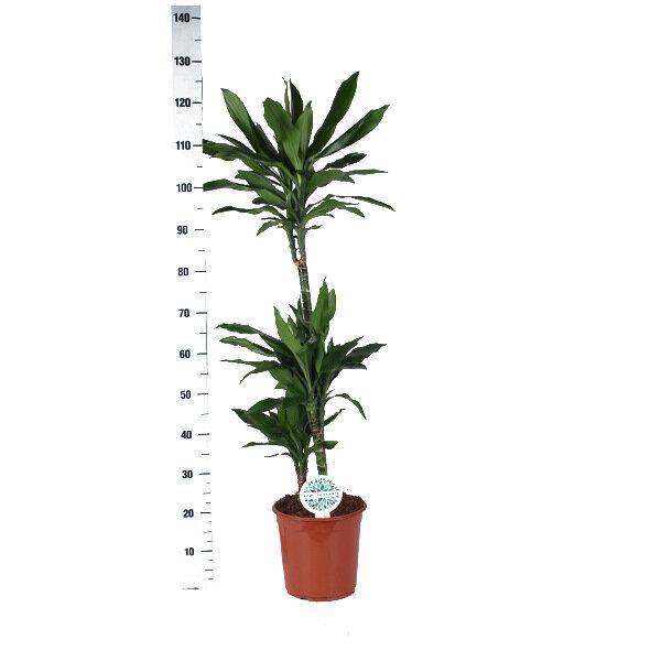 Dracaena Janet Lindt