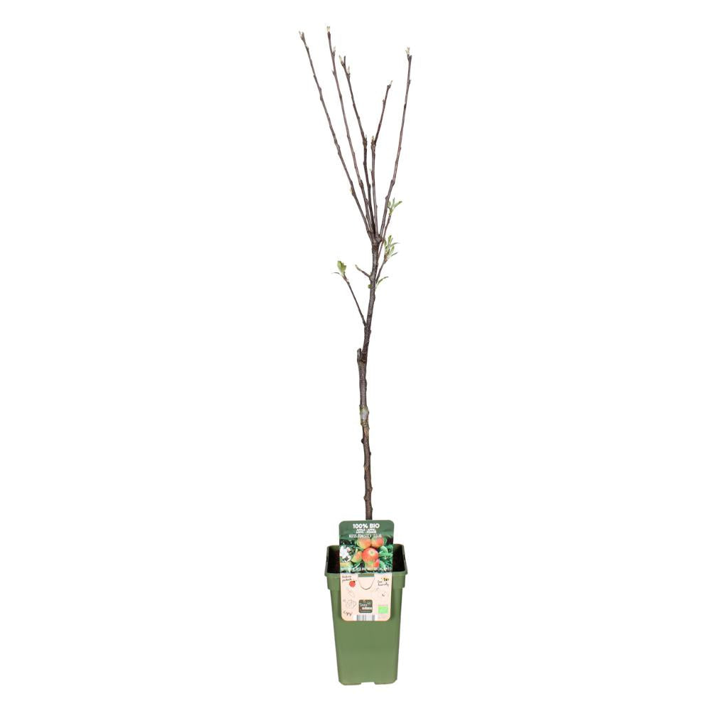 Malus Domestica Elstar - Appel - Ø19cm - ↕60cm