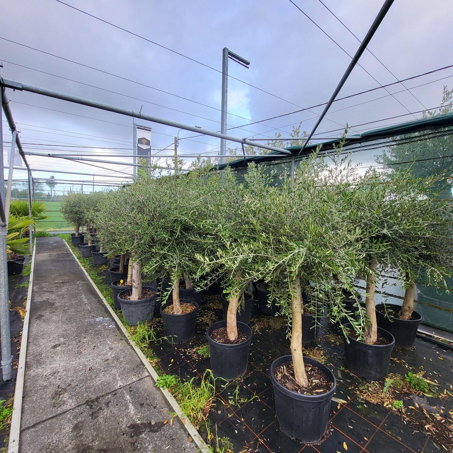 Olea europaea auf Stamm – Eleganter Olivenbaum im 35-Liter-Container (Olive auf Stamm)