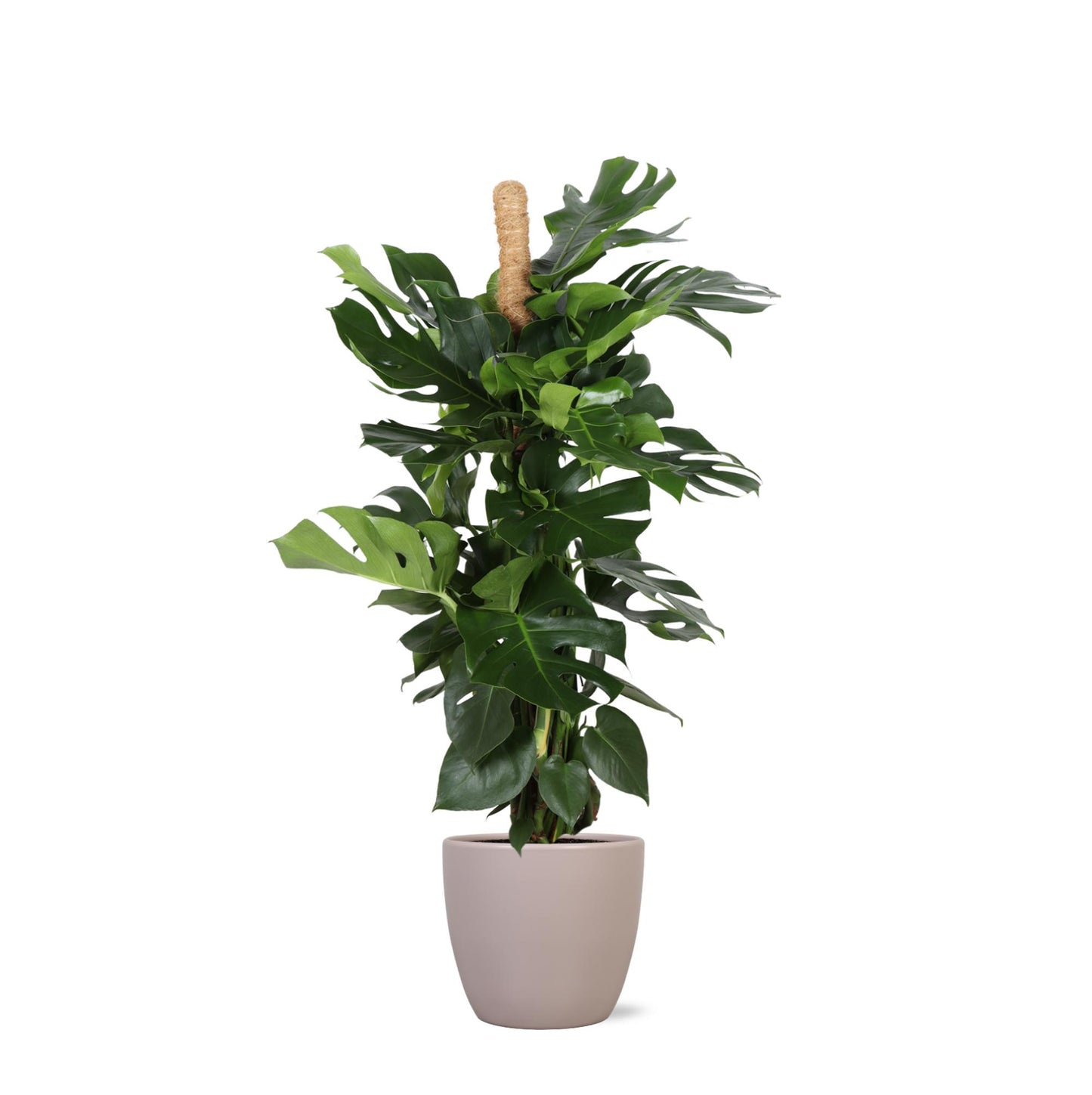 Monstera Deliciosa Ø27cm - ↕150cm im grauen Topf