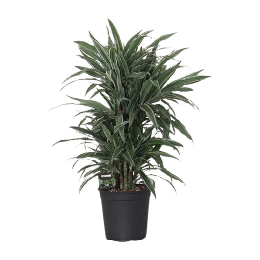 Dracaena Frag. Warneckei - Ø24cm - ↕100cm