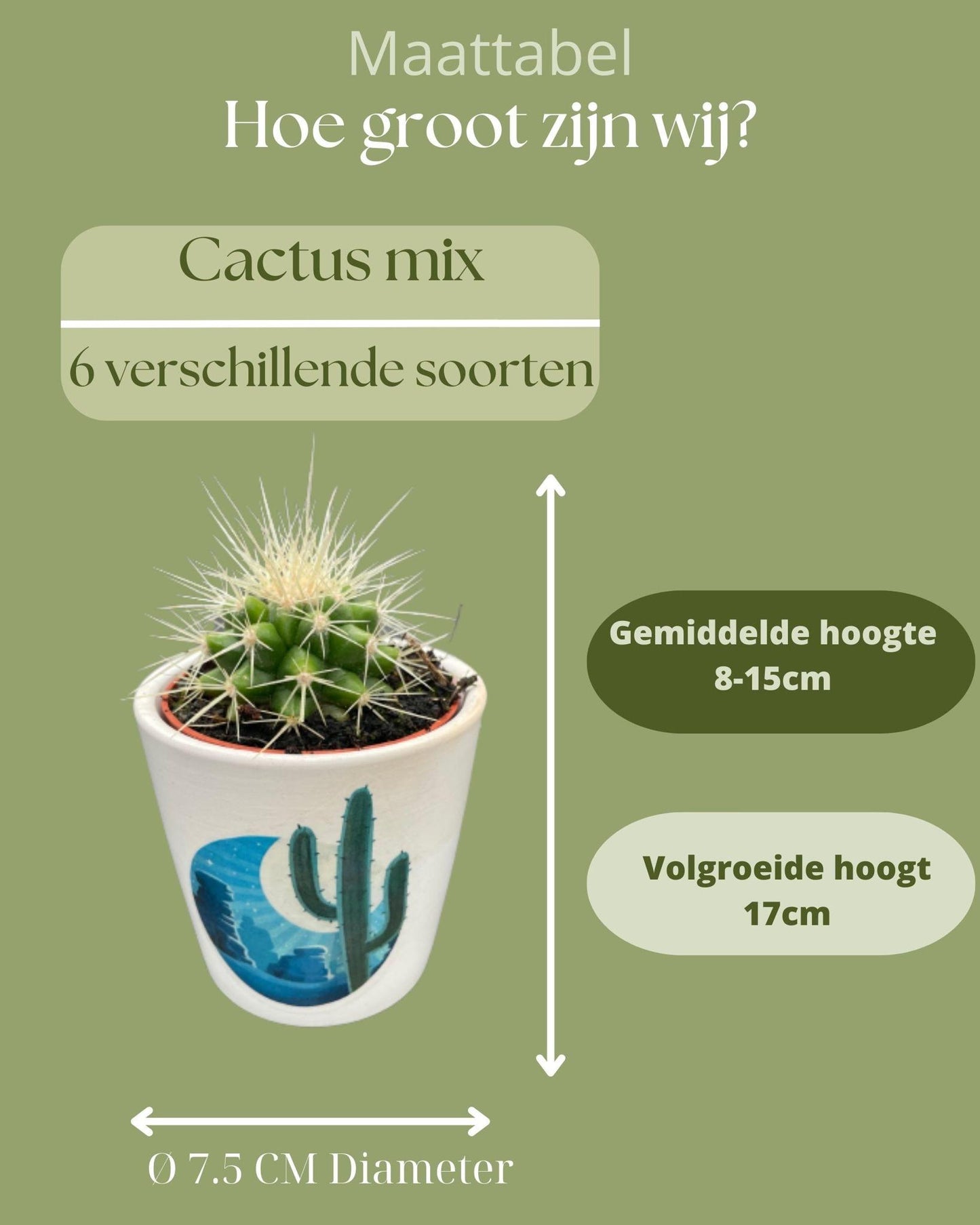 Cactus Mix - 6.5cmØ - 8-15cm hoog- (6 Stuks) - Rising Sun - Ø7.5 cm