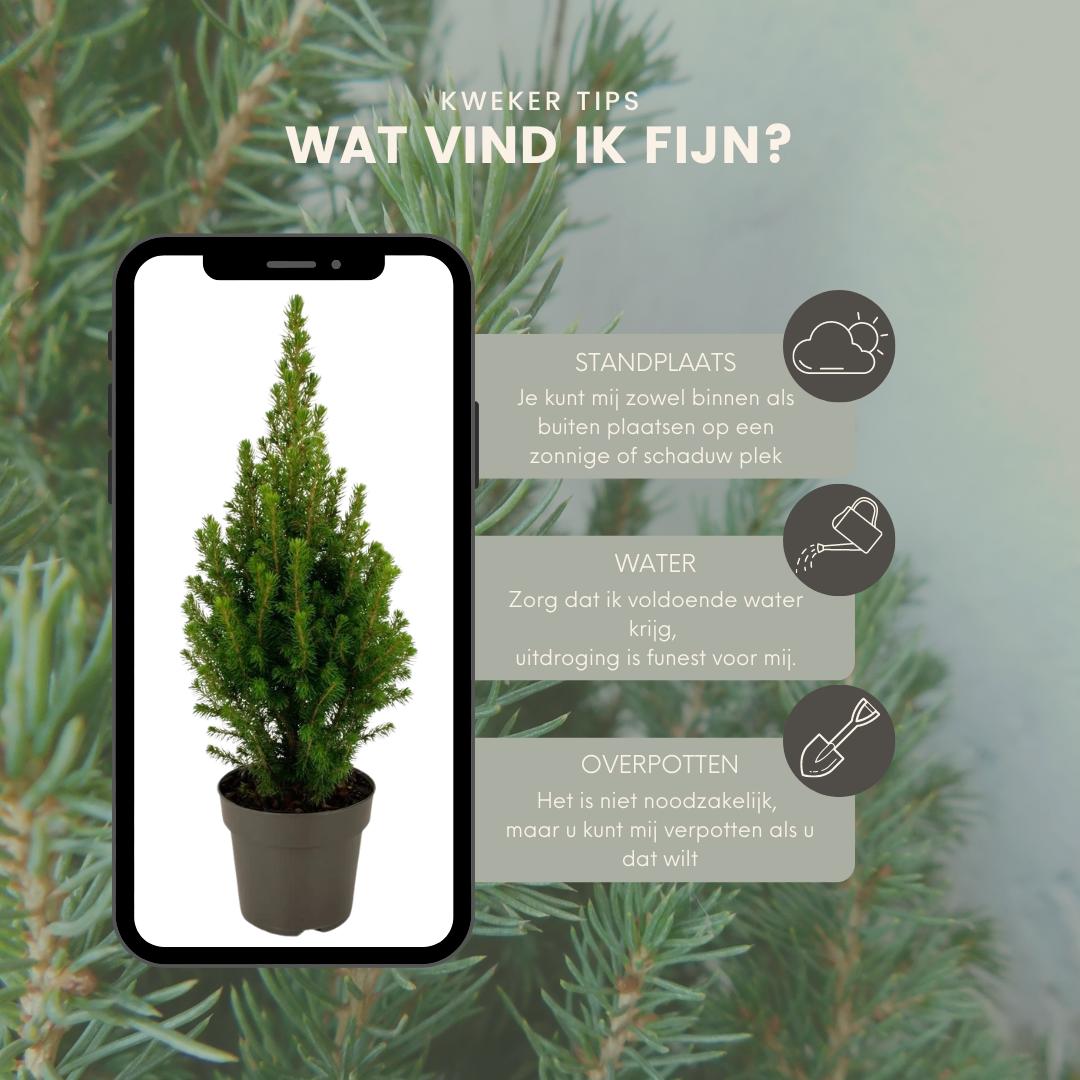 Picea glauca Perfecta - 15 cm Ø - 40 cm ↨