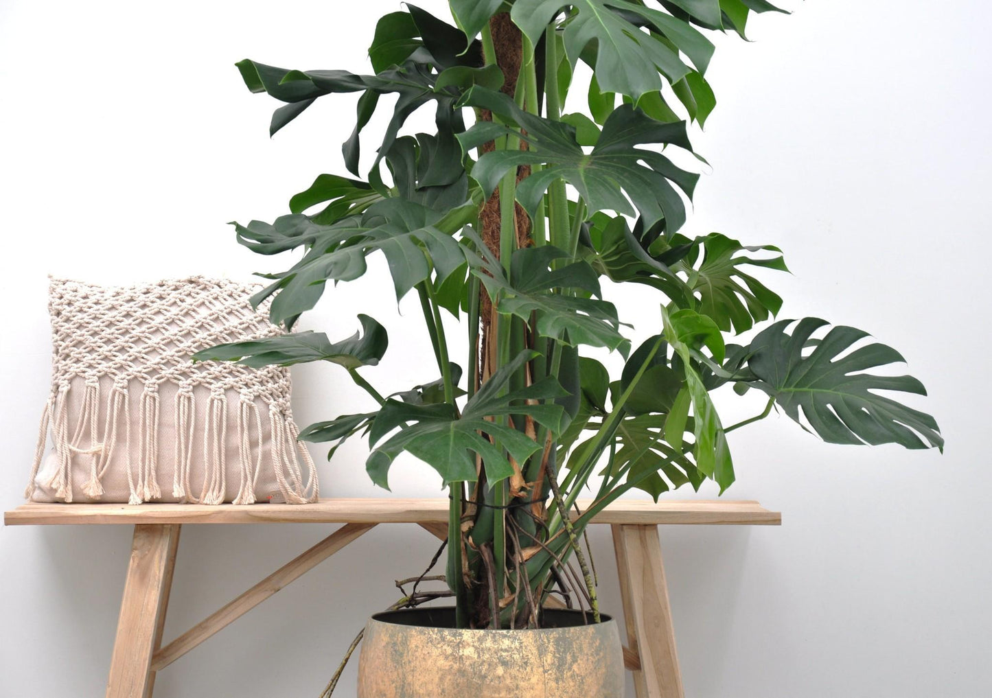 Monstera Deliciosa XXL - 150cm - ⌀27cm