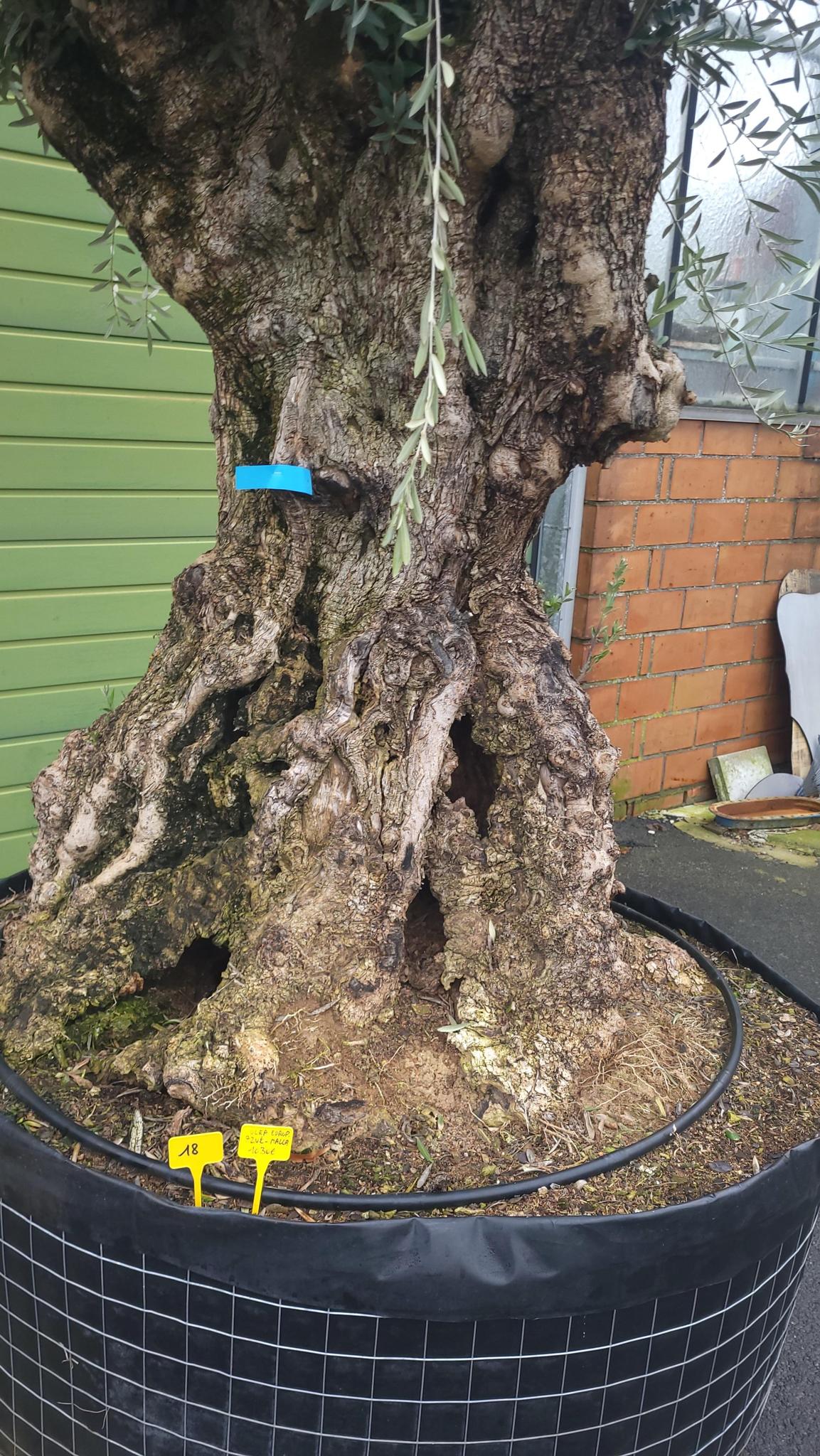 Olea europaea Alte Haut – Imposanter Olivenbaum mit großzügigem Stammumfang