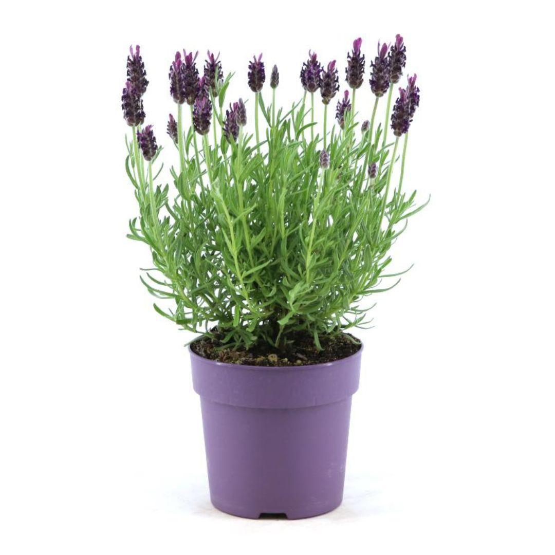 Lavandula stoechas Anouk® – Set von 6 Pflanzen im 12 cm Topf (Schopflavendel)