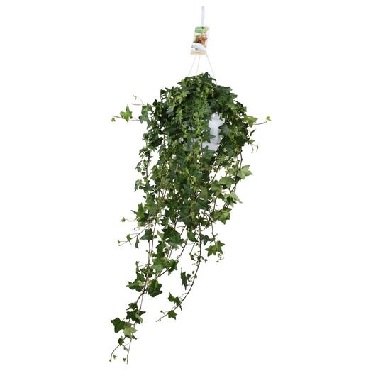 Hedera Helix Pitsburg - Hang/XXL - Ø17cm - ↕cm