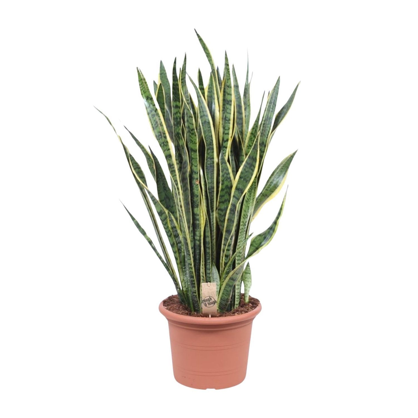 Sansevieria Laurentii - 100 cm - ø35