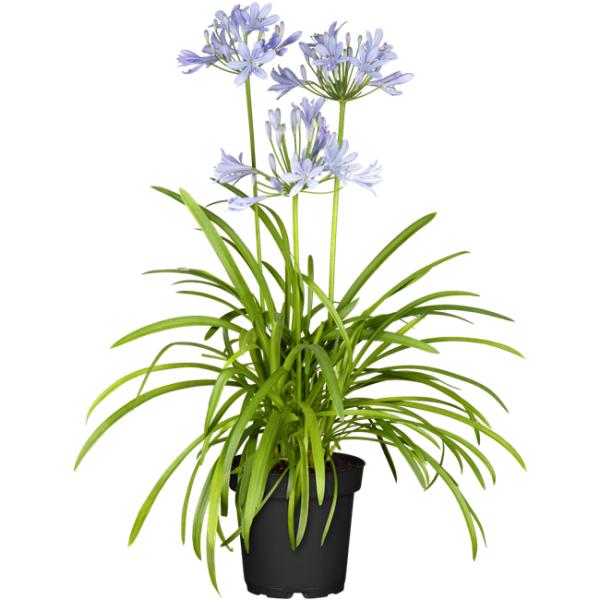 Agapanthus 'Blaue Pracht' | Schmucklilie mit himmelblauer Blüte | Robuste Garten- und Kübelpflanze