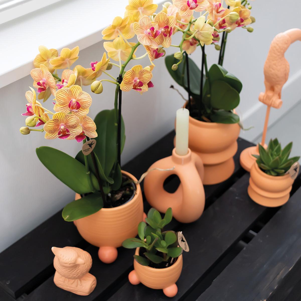 Kolibri Orchids | Orange Phalaenopsis orchid - Jamaica + Rolling dekorativer Topf Pfirsich - Topfgröße Ø9cm - 35cm hoch | blühende Zimmerpflanze im Blumentopf - frisch vom Züchter