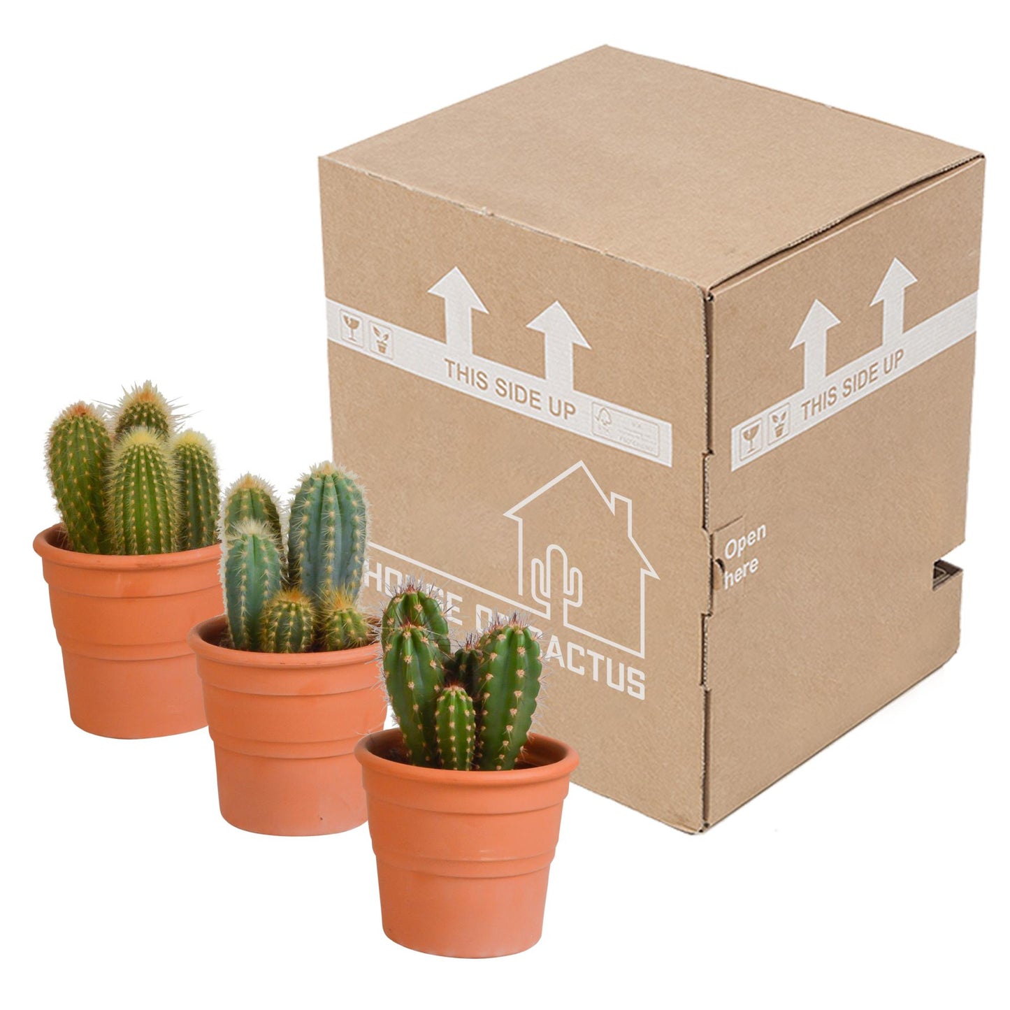 Cereus-Mischung 10,5 cm - 3x - im Terracotta Topf