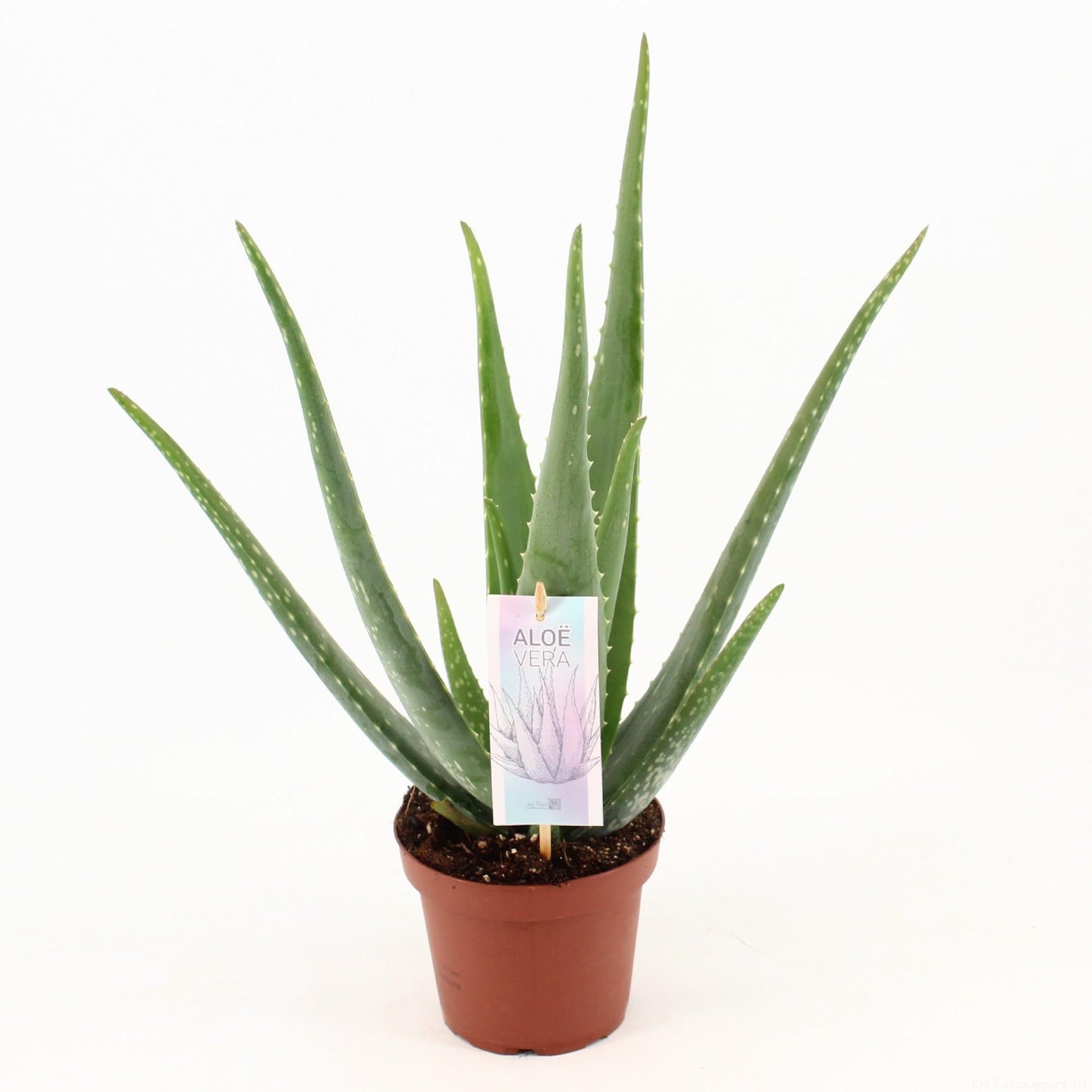 Aloe Vera - Ø14cm - ↕45cm