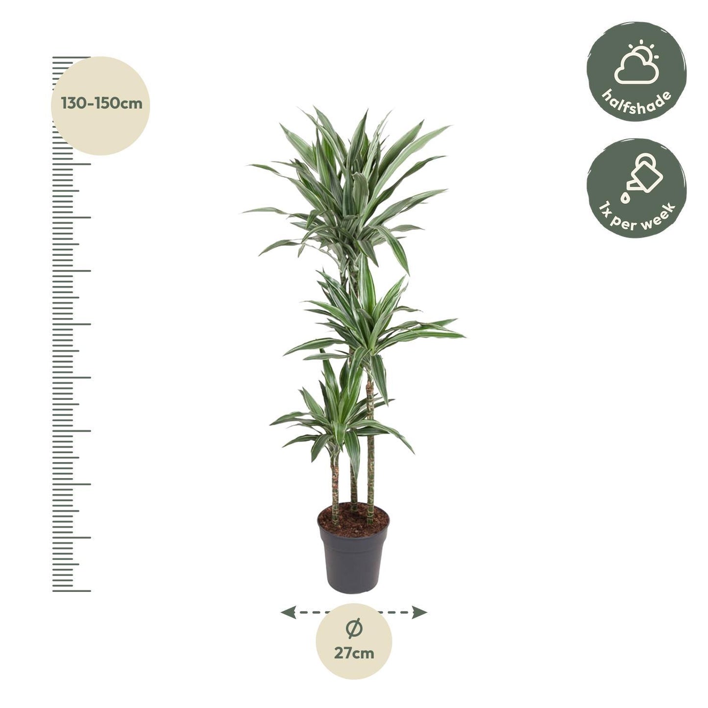 Dracaena Warneckei - 140 cm - ø27