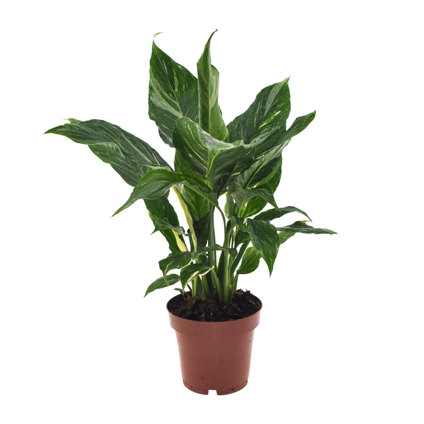 Spathiphyllum Diamond - Ø12cm - ↕40cm | Kompakte Friedenslilie für frische Raumluft