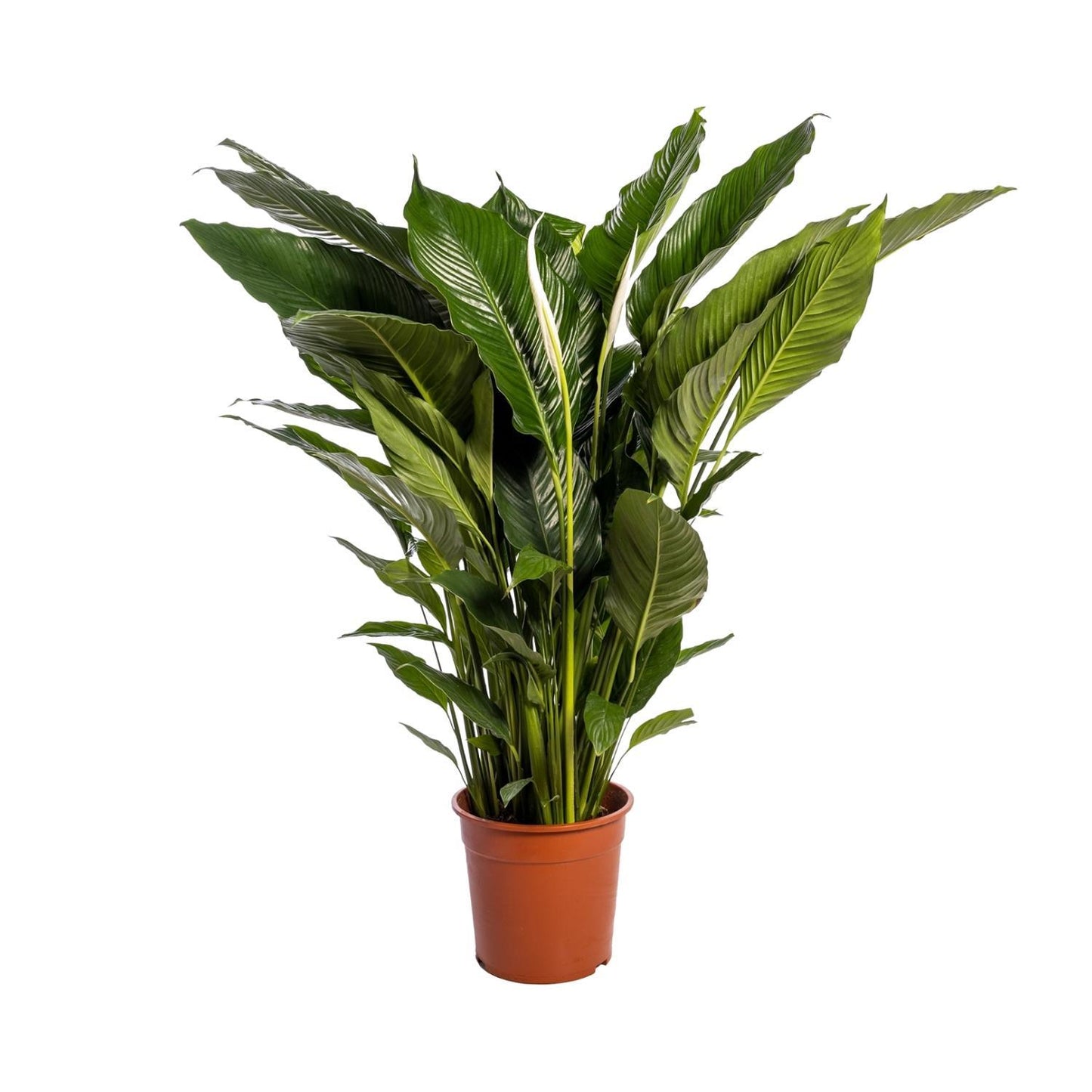 Spathiphyllum Sweet Sebastiano - Ø24cm - ↕110cm Luftreinigende XXL-Zimmerpflanze