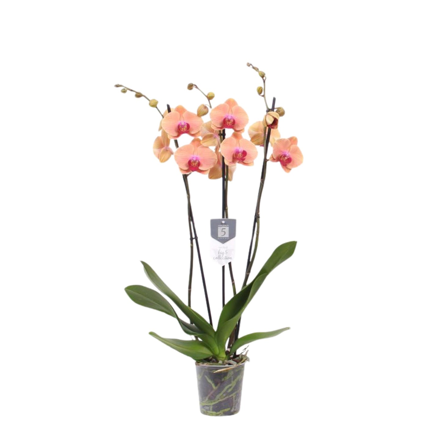 Phalaenopsis Carribean Dream - 3 Äste - 60 cm - Ø12cm