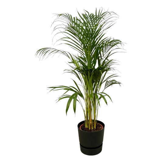 Areca-Palme - 110 cm Höhe - Ø21 cm - Inklusive Elho Greenville Round Topf (Schwarz) D24xH23 | Pflegeleichte Zimmerpflanze