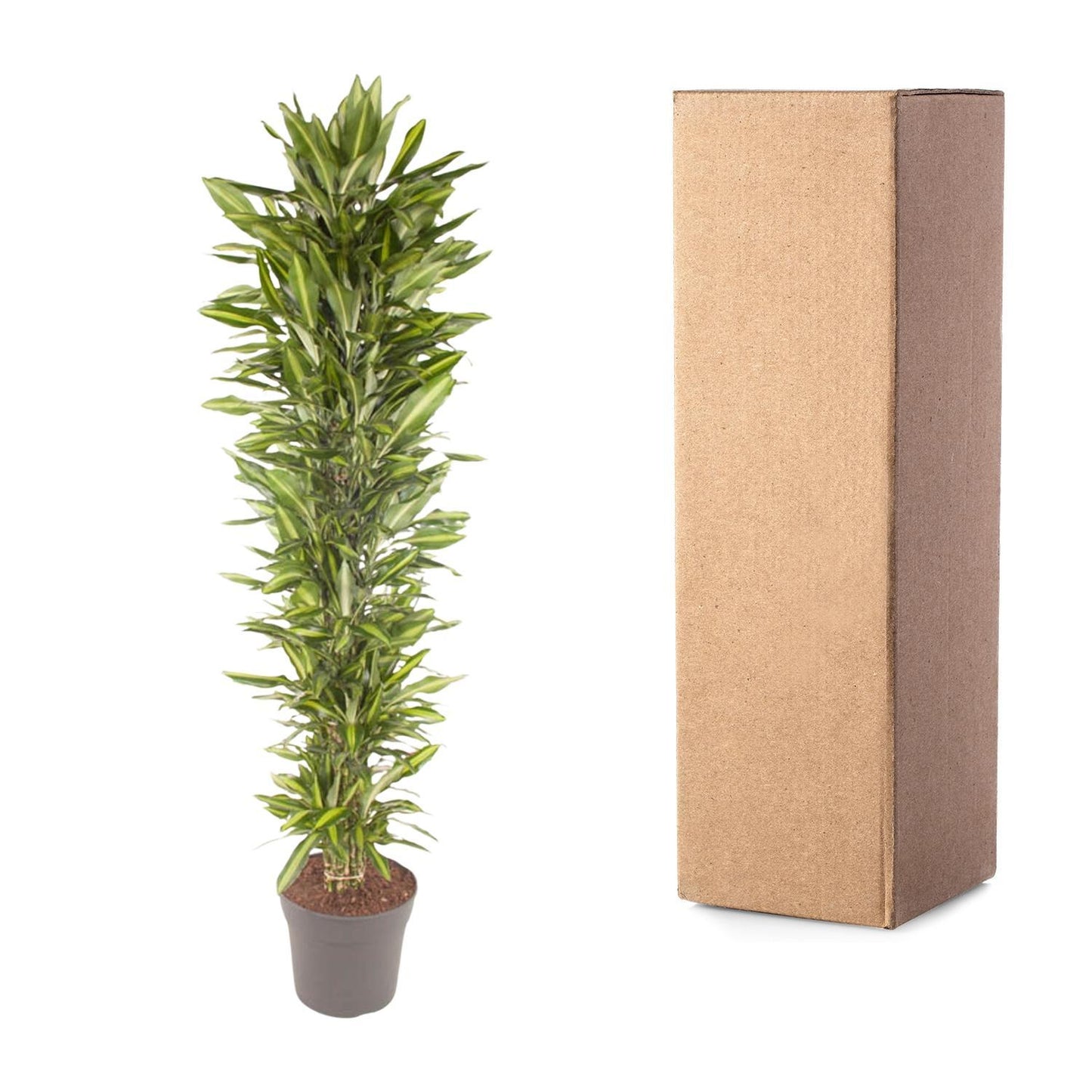 Dracaena Cintho vertakt - 210 cm - ø40