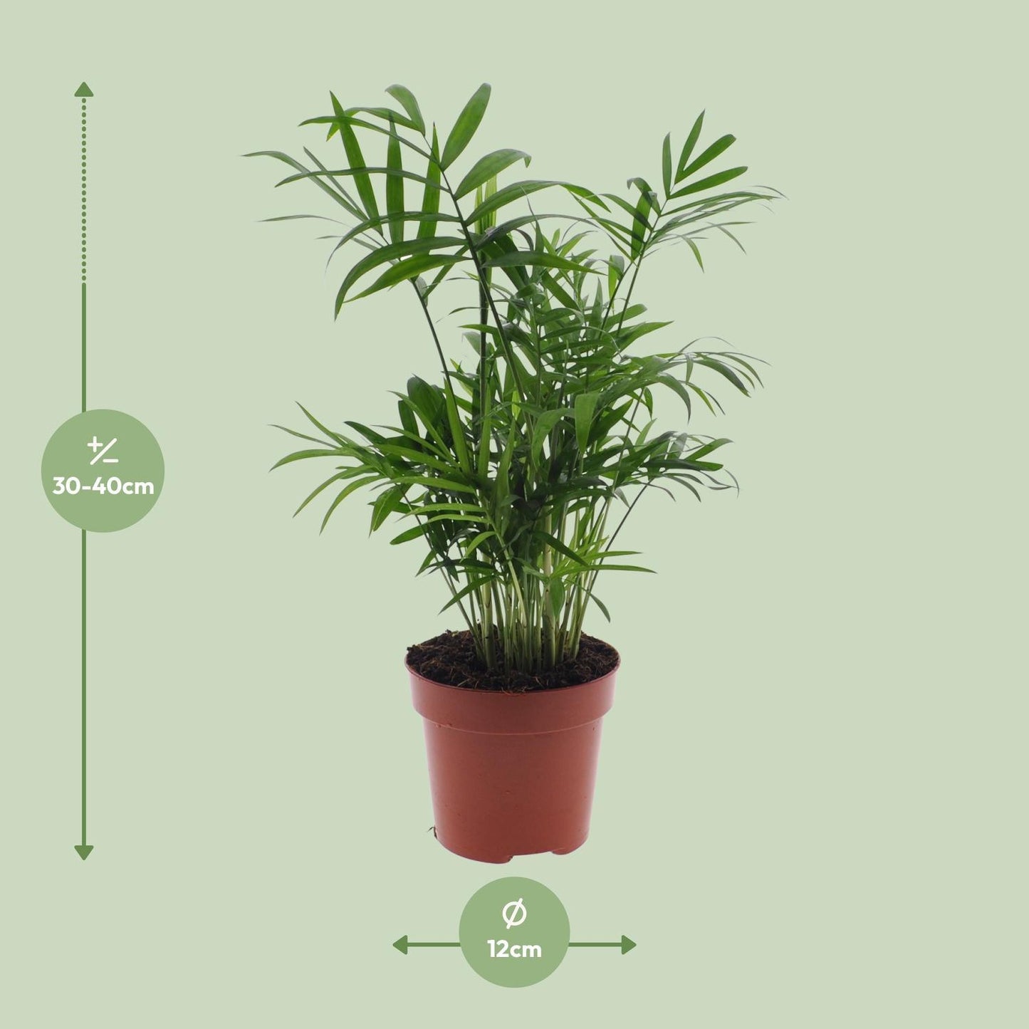 Chamaedorea Elegans - Ø12 cm - 40 cm Hoch | Stilvolle Bergpalme für Charmantes Ambiente