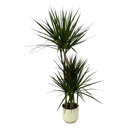 Dracaena Marginata - ↨120cm - Ø21cm inklusive elho Vibes Fold Round Topf in Weiß D22xH20