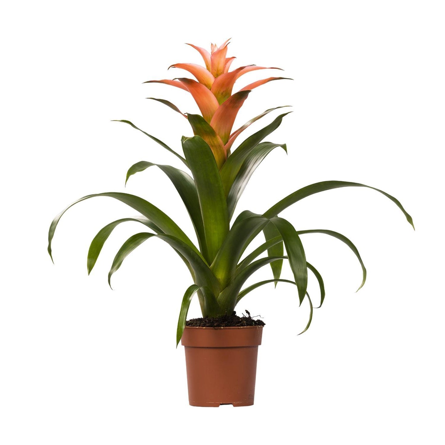 Guzmania Melissa - Ø12 cm - ↕45 cm