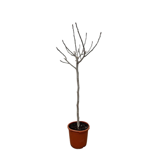 Ficus Carica am Stamm - 180 cm - Ø30 cm