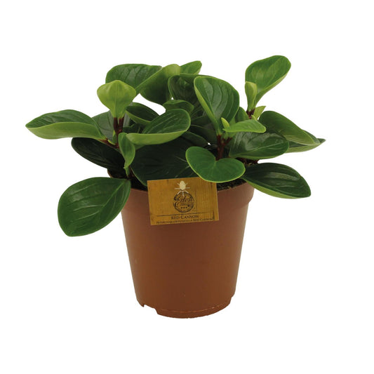 Peperomia Red Canyon – Auffällige Zimmerpflanze mit einzigartigen roten Blättern (Ø 15 cm, Höhe 25 cm