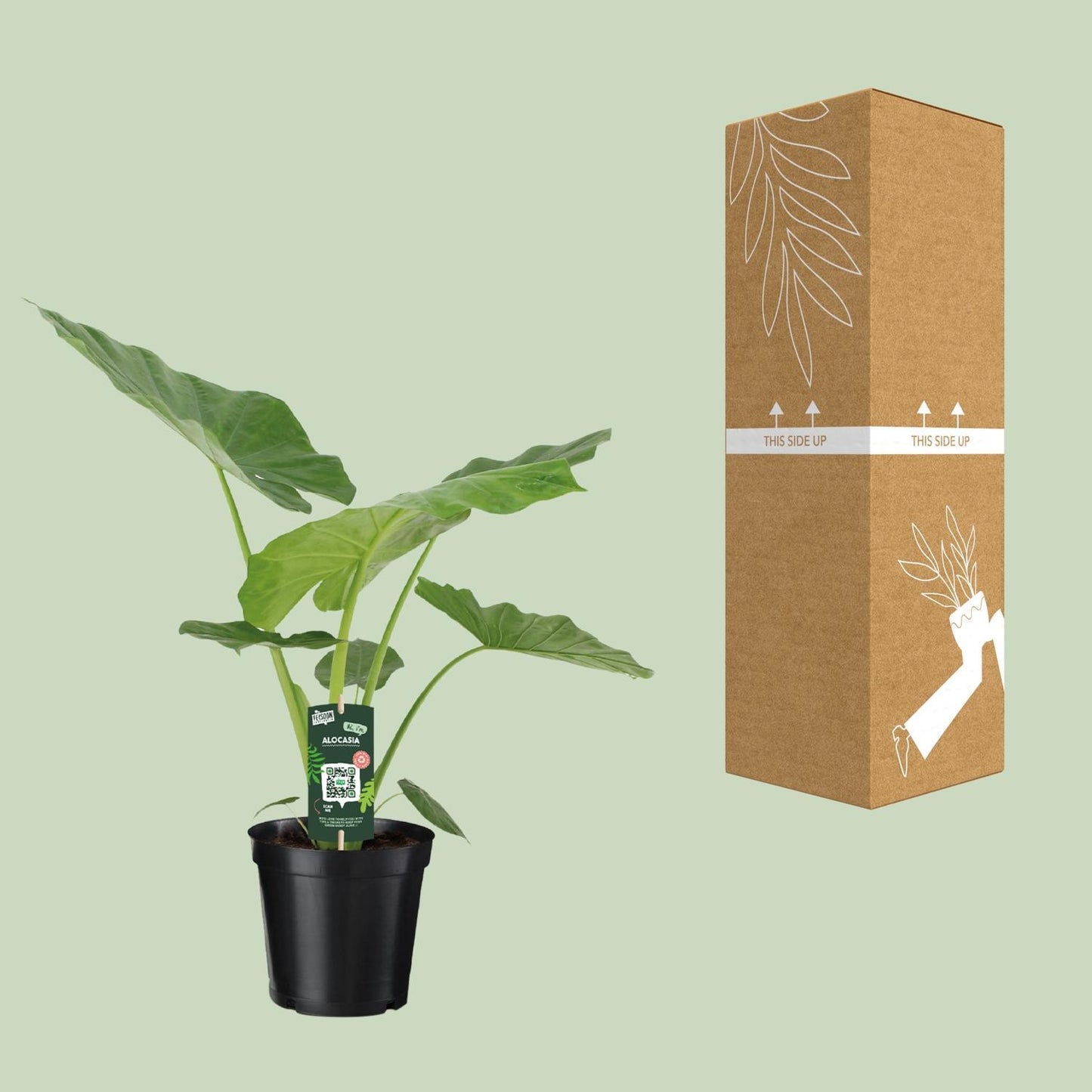 Alocasia Macrorrhiza | Elegante Elefantenohr-Pflanze | Tropische Zimmerschönheit | Ø19cm Topf, ↕70cm Höhe