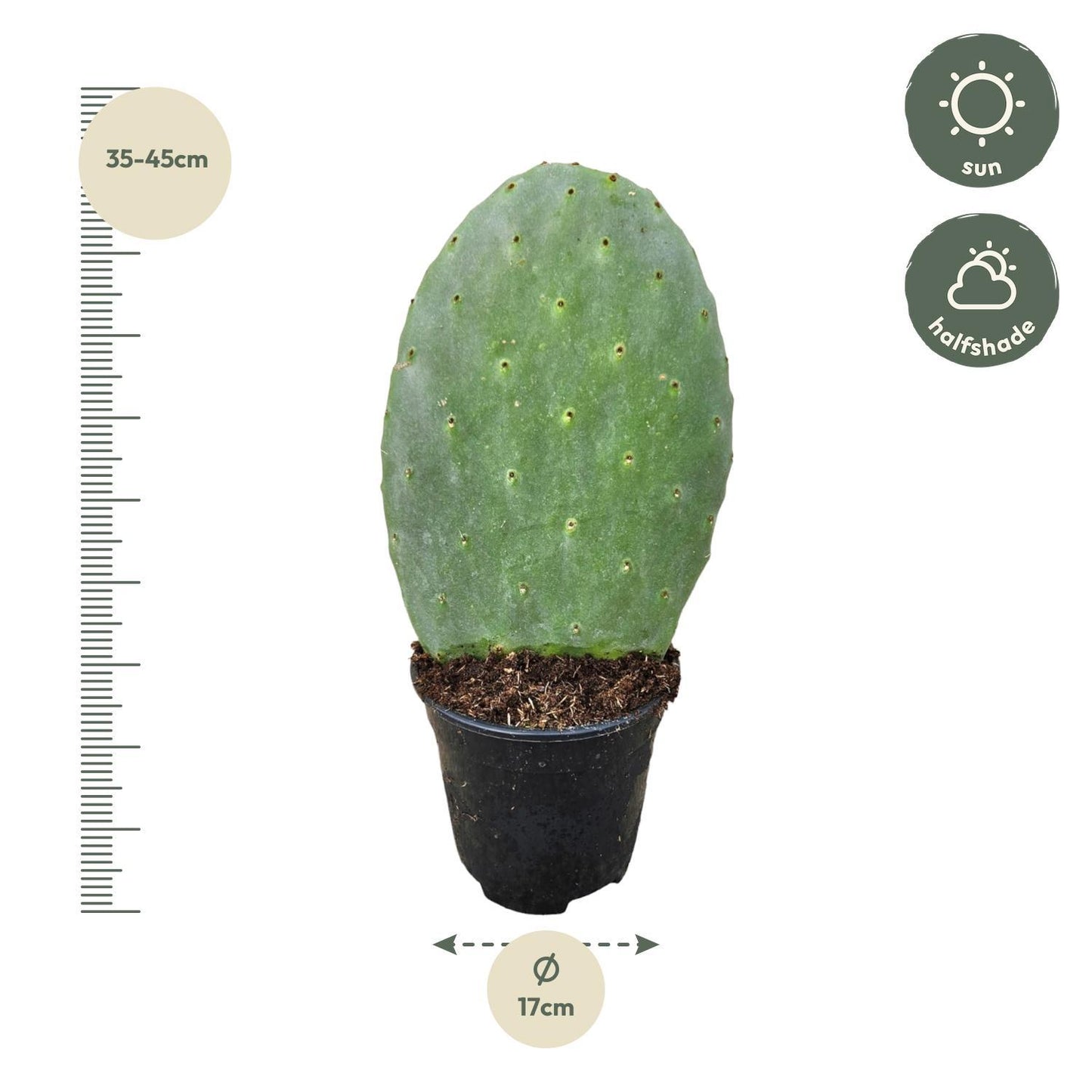 Kaktus Opuntia - 40 cm - Ø17cm