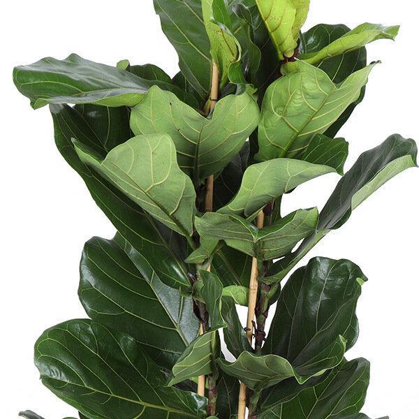 Ficus lyrata (2 touffe)