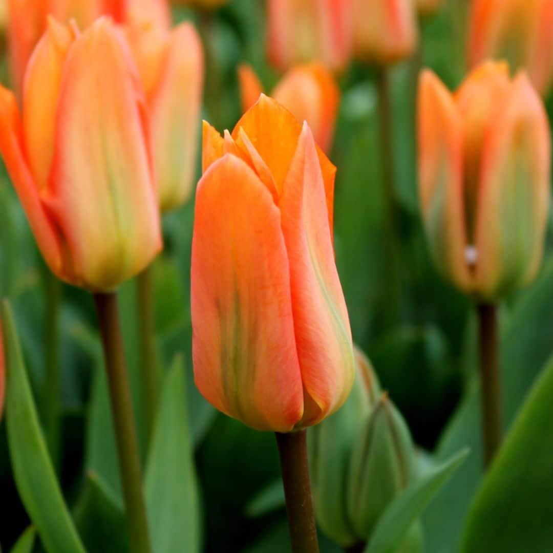 Flowerbulbs Amsterdam Orange Emperor - 15 Premium Blumenzwiebeln, Größe 12+