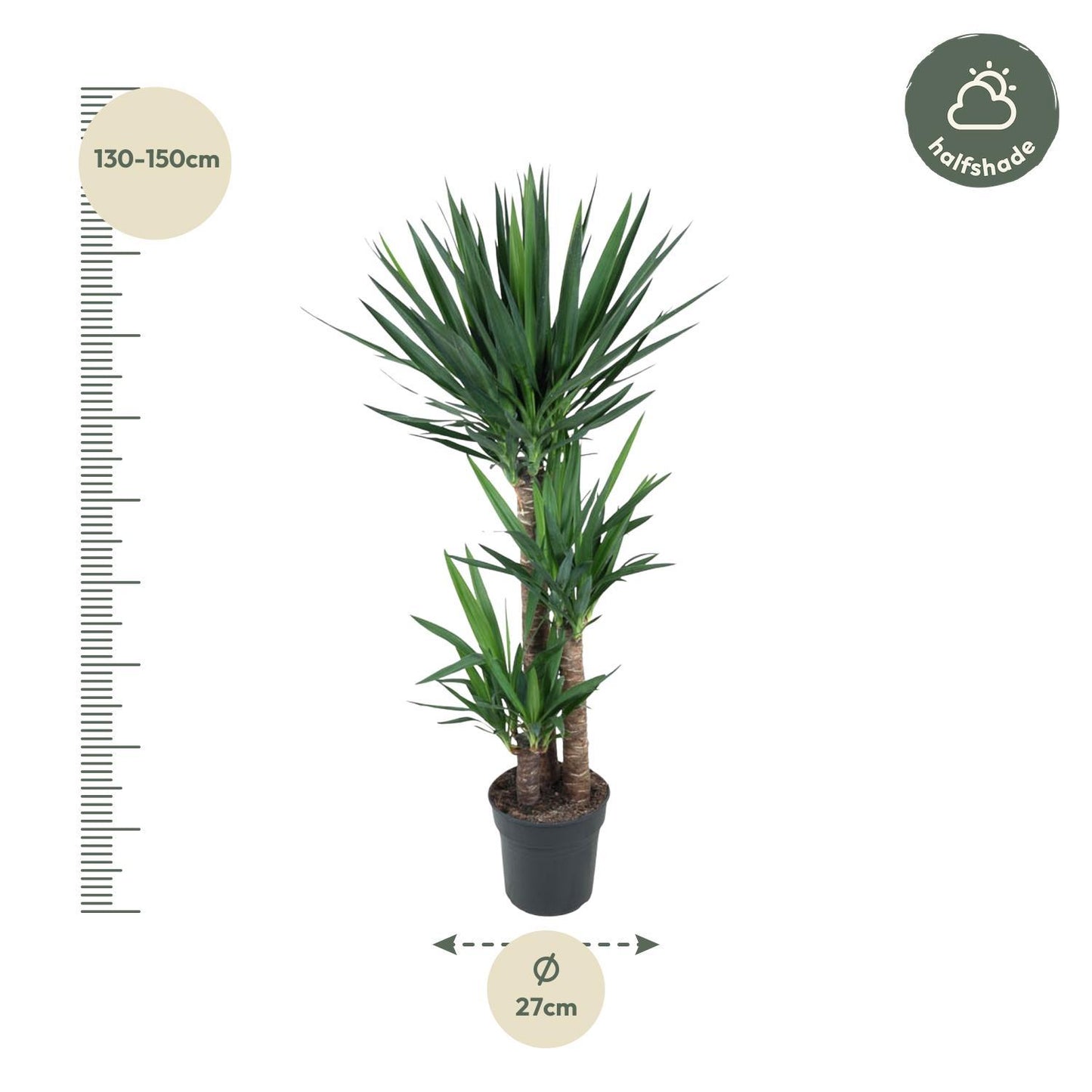 Yucca Elephantipe - 140 cm - ø27 cm