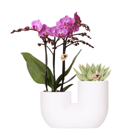 Kolibri Orchids | Set aus rosa Orchidee Vienna und Sukkulente in weißem Ziertopf - Topfgröße Ø9 cm | blühende Zimmerpflanze - frisch vom Züchter