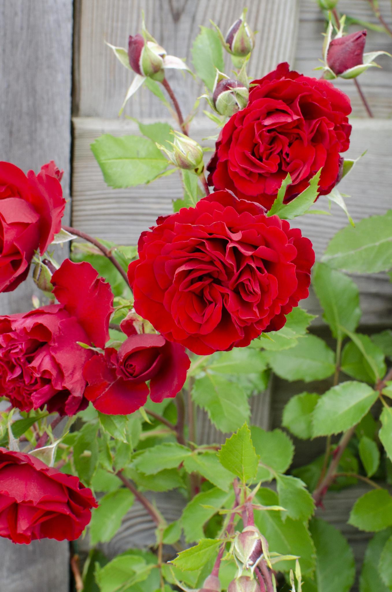 Rosa Crazy in love 'Red' - Rote Rose