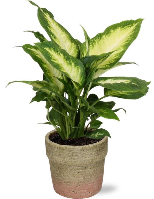 Dieffenbachia Camilla - Ø12cm - ↕35cm + Invorno Topf D13,5x12,5cm - Natürlich