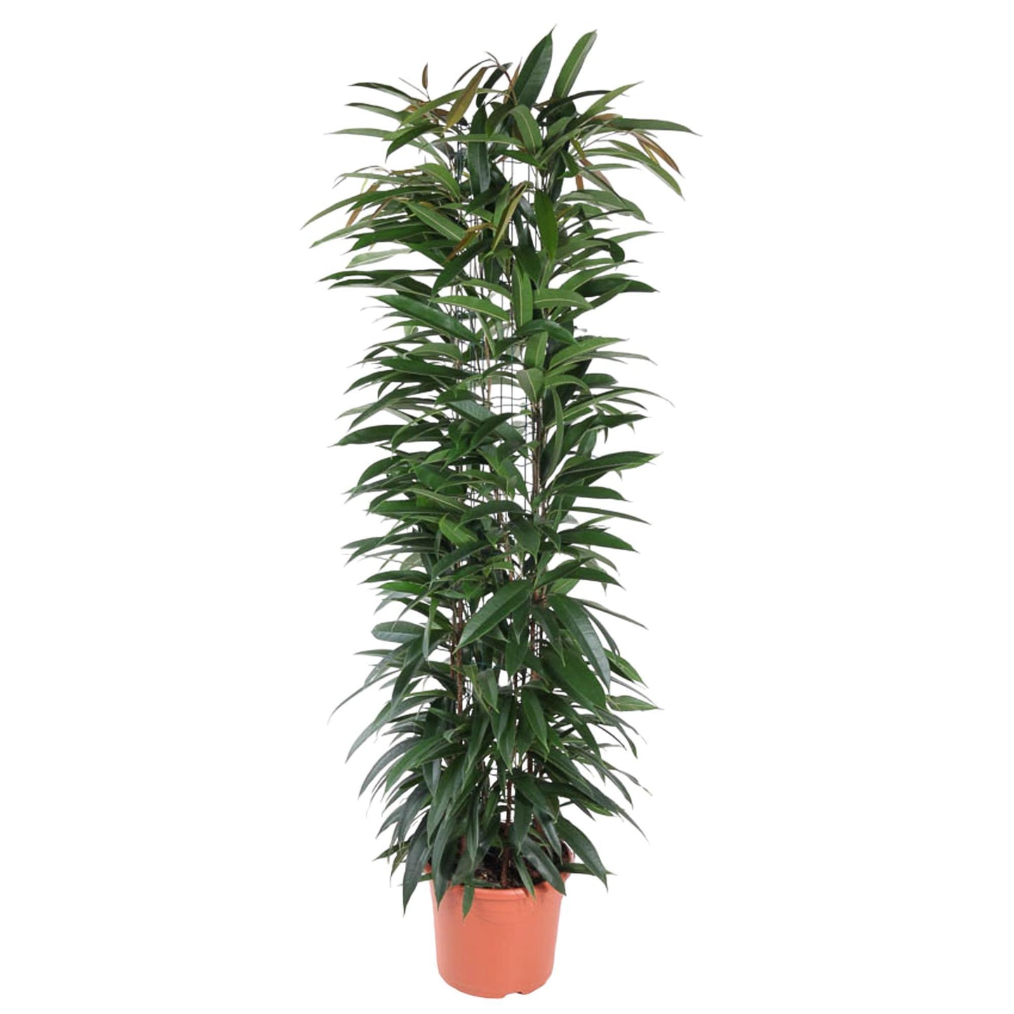 Ficus Alii King Säule - 150 cm - ø29