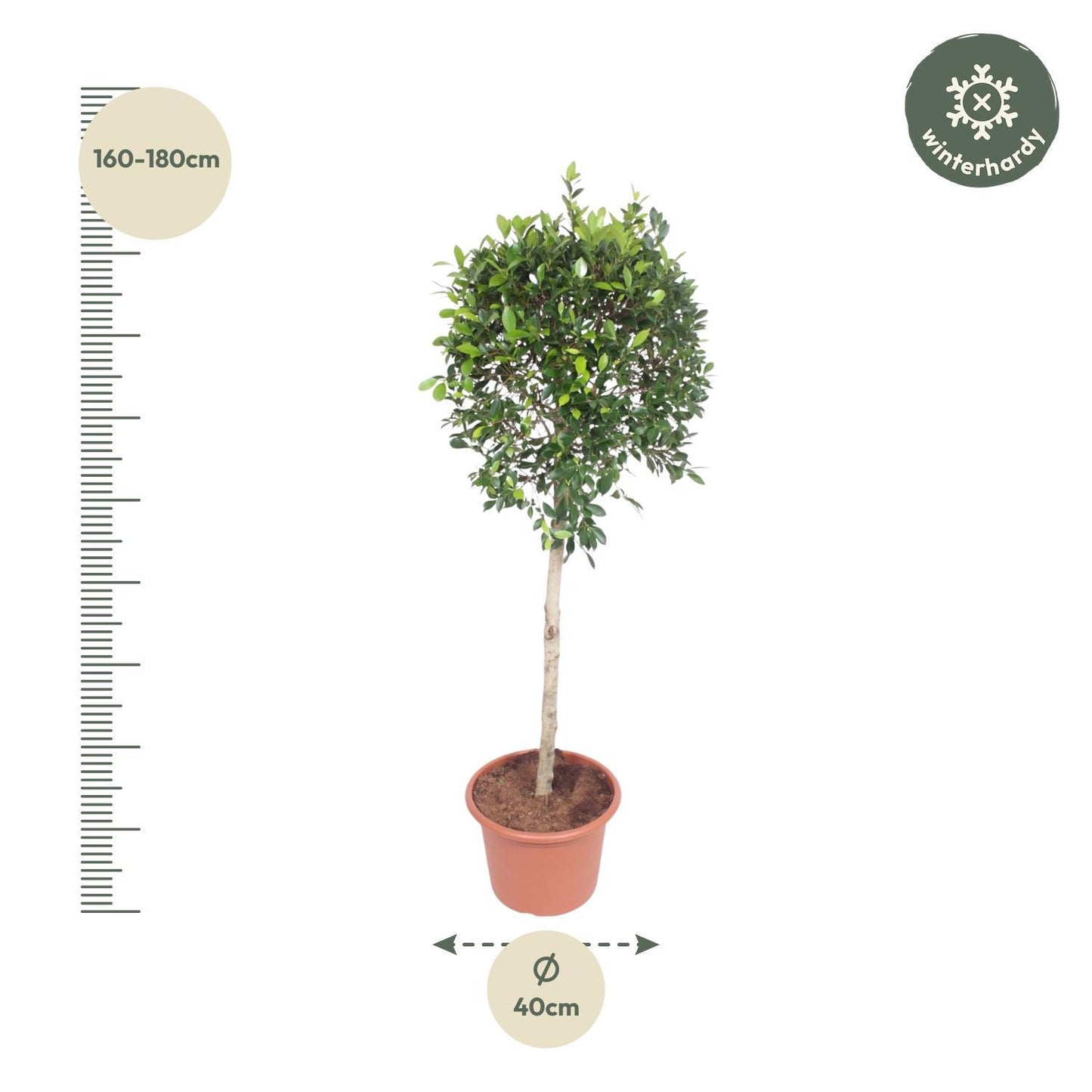 Ficus Nitida boom - 170 cm - ø40