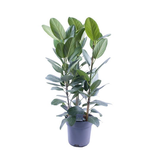 Ficus Binnendijkii Amstel King Gold - Ø27cm - ↕75cm