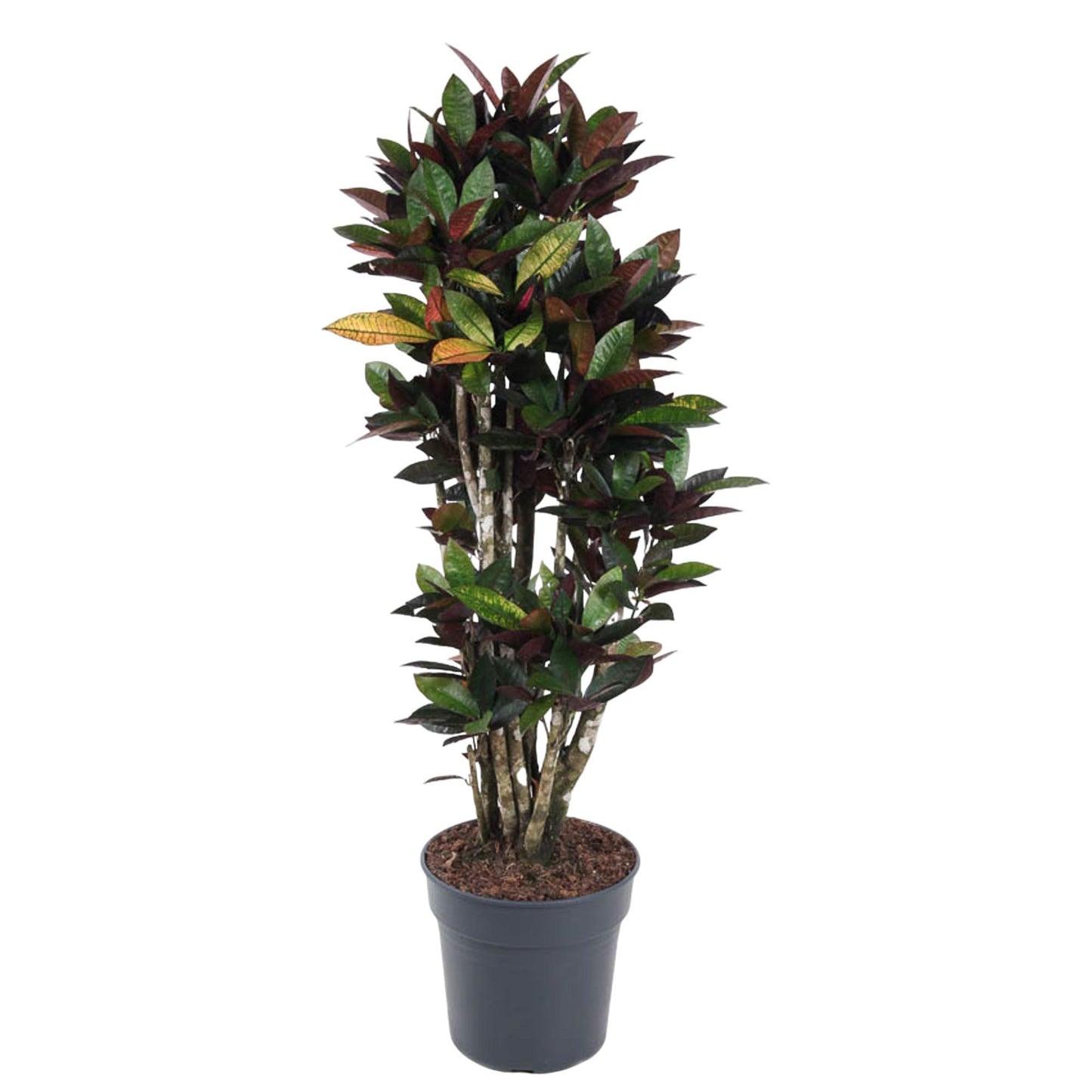 Codiaeum Mrc Iceton vertakt - 140 cm - ø31