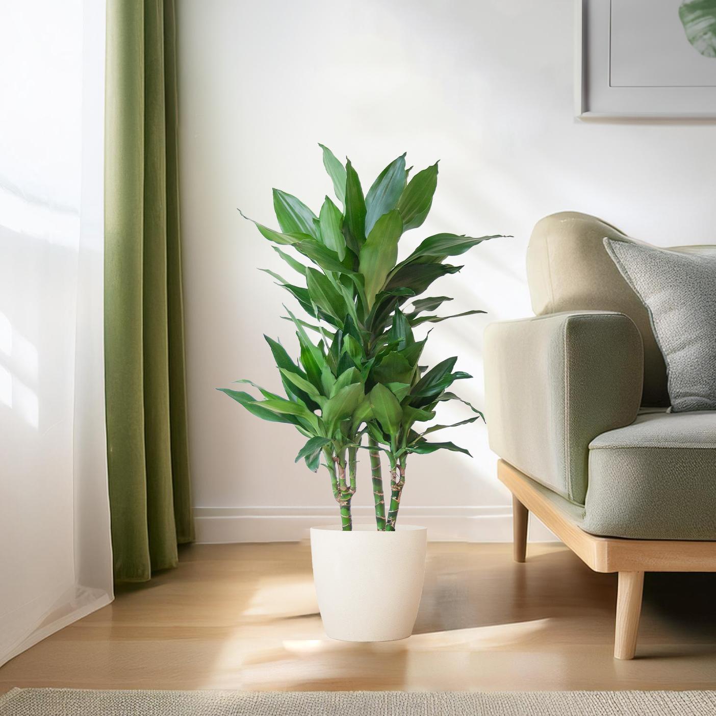 Dracaena  Janet Lindt mit Viber Weiß - 95cm - Ø21