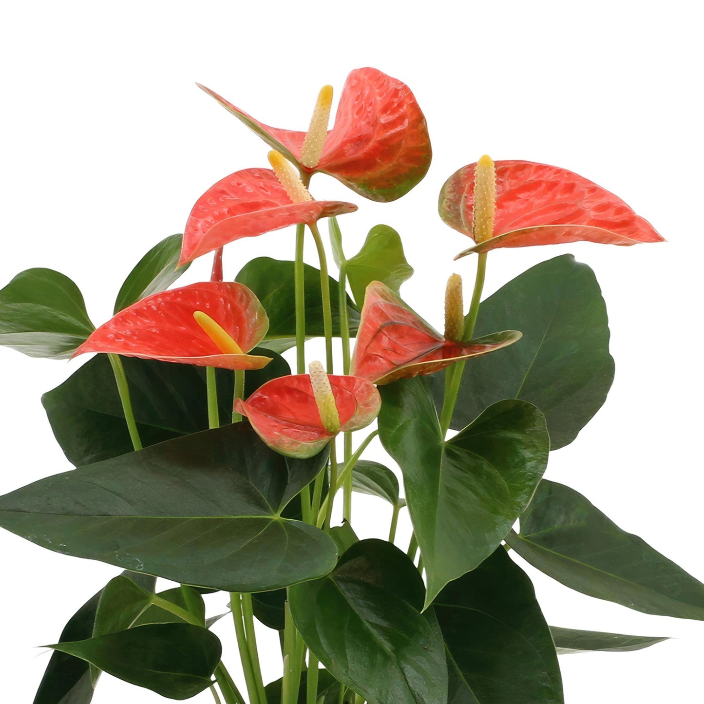 Anthurium Andreanum Orange inkl. PURE zinktopf - 45cm - Ø12