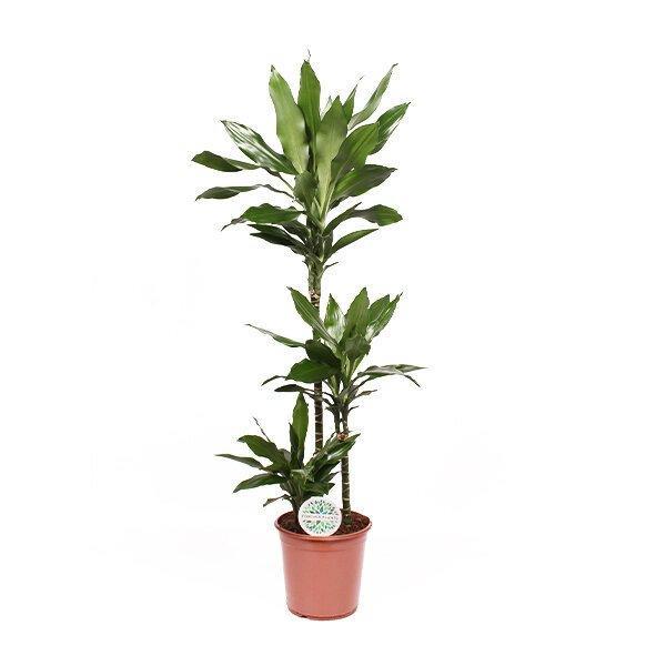 Dracaena Janet Lindt