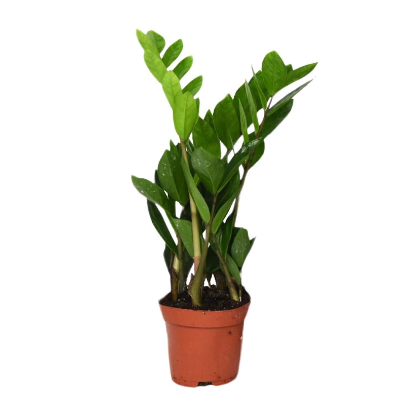 Zamioculcas Zamiifolia (Glücksfeder) - Ø12cm - ↕40cm