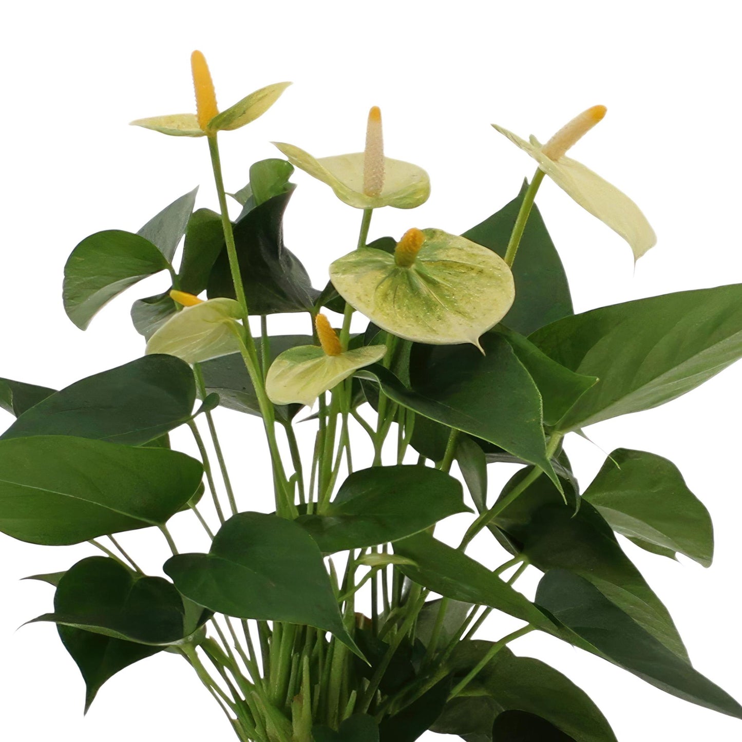 Anthurium andreanum Vanilla inkl. PURE Korb - 45cm - Ø12