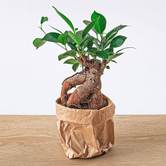 Ficus Microcarpa Ginseng Bonsai - Topfmaß 8,5 cm