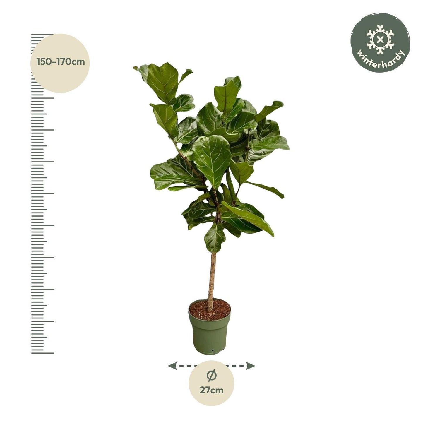 Ficus Lyrata stam - 160 cm - Ø27