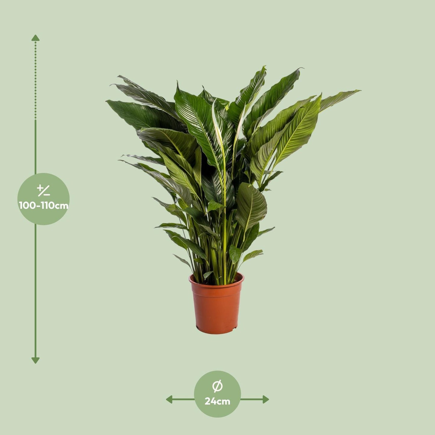 Spathiphyllum Sweet Sebastiano - Ø24cm - ↕110cm Luftreinigende XXL-Zimmerpflanze