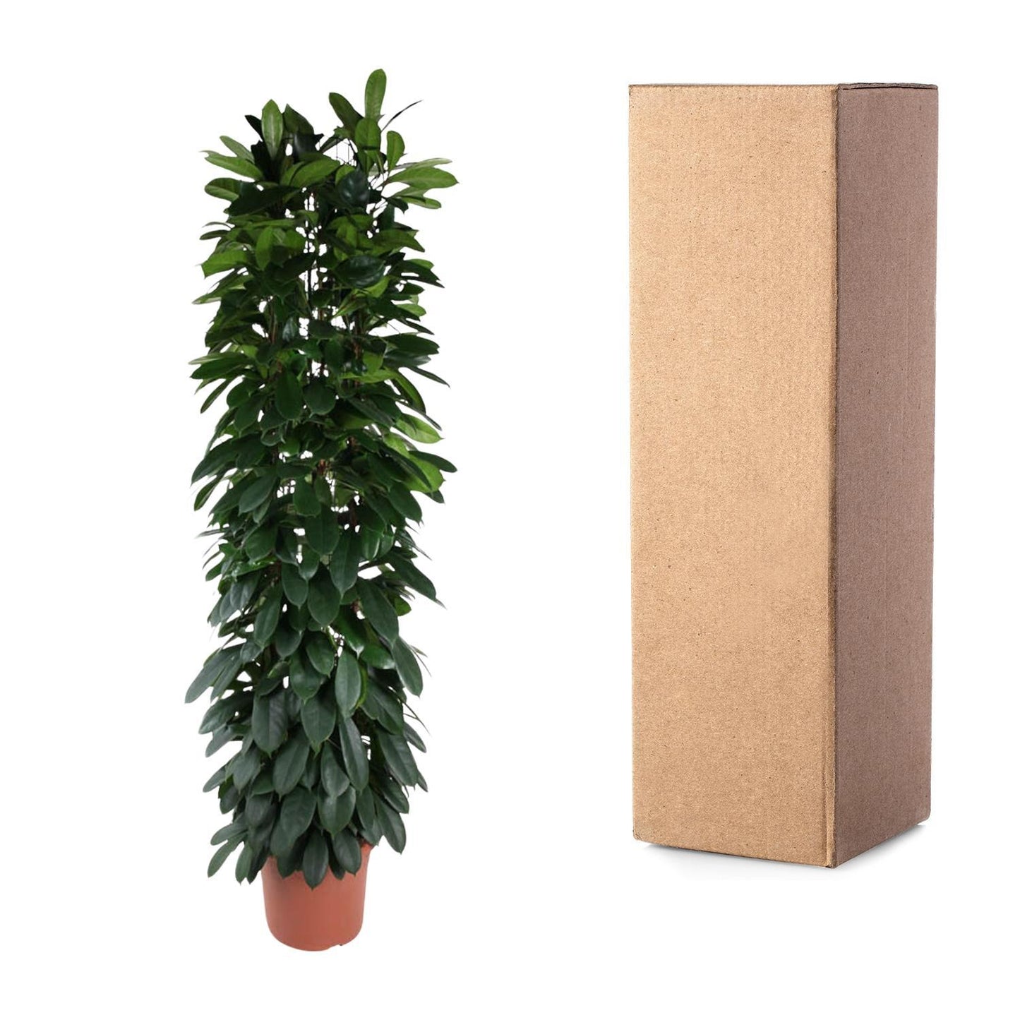 Ficus Cyatistipula Säule - 220 cm - ø40cm