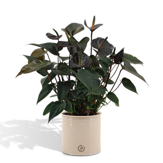 Anthurium andreanum schwarze Liebe  inkl. PURE zinktopf - 45cm - Ø12